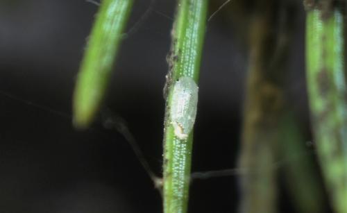 Physokermes piceae